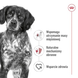 ROYAL CANIN Medium Adult 10kg