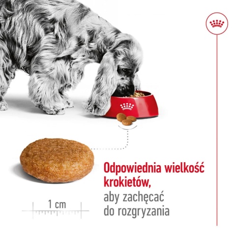ROYAL CANIN Medium Adult 10kg